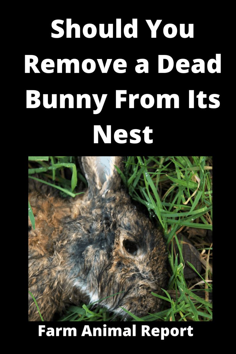 3 Reasons Will A Momma Rabbit Remove A Dead Baby From Nest Babies