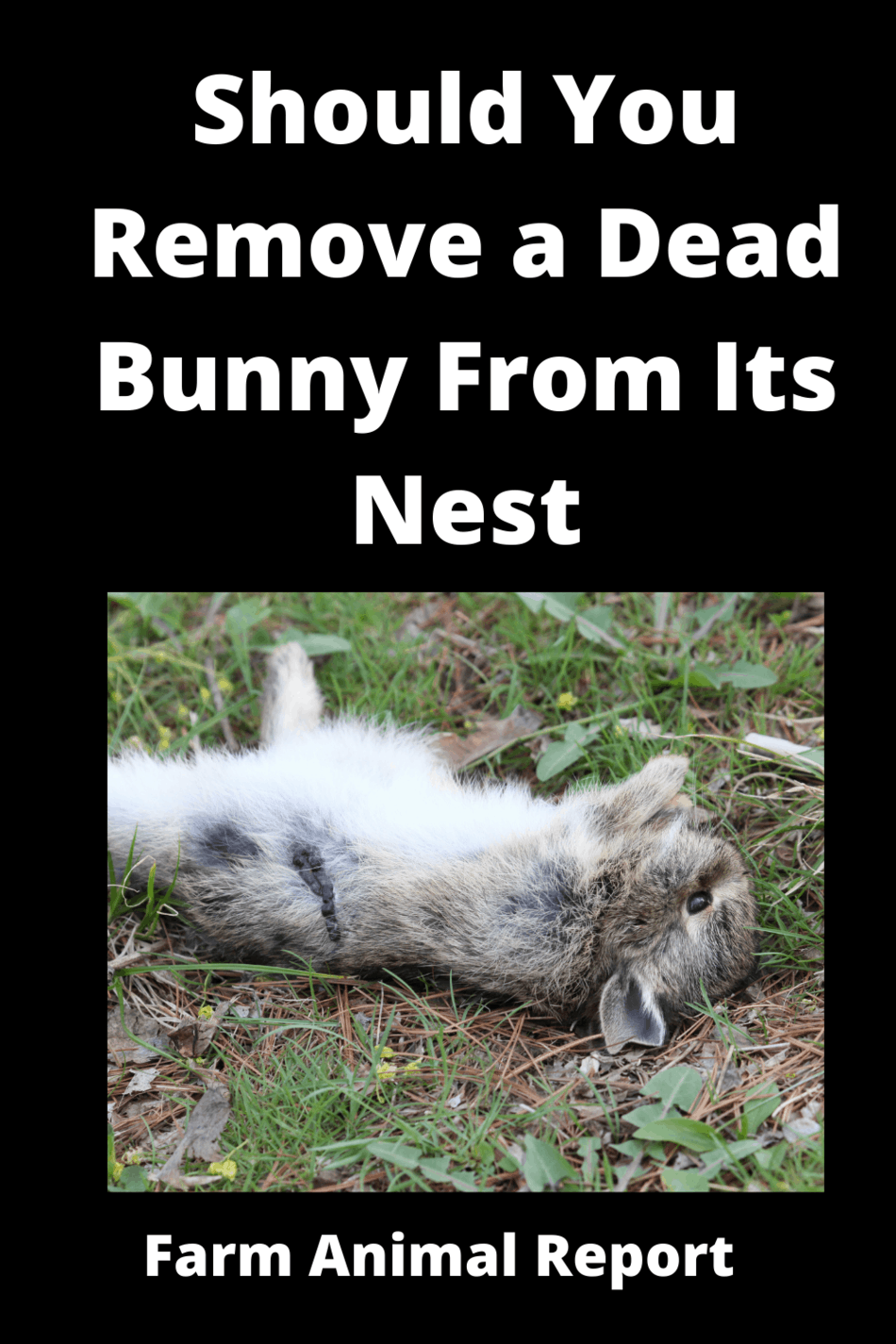 3 Reasons Will A Momma Rabbit Remove A Dead Baby From Nest Babies