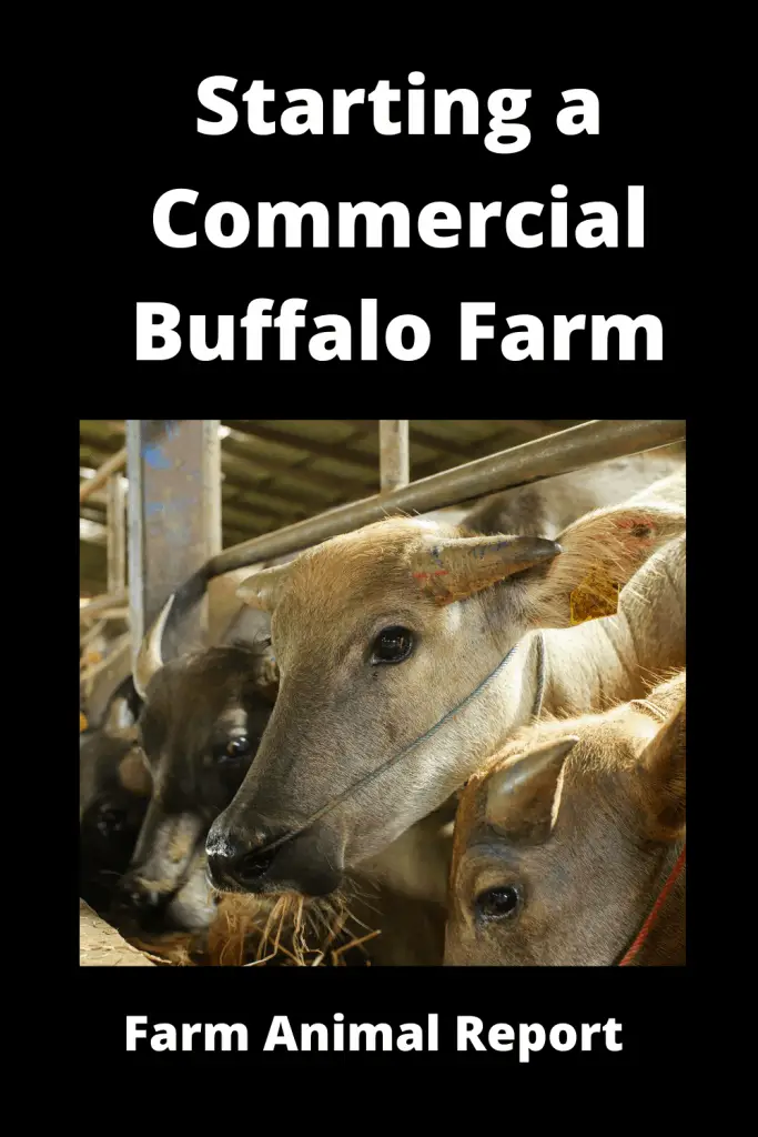Starting a Commercial Buffalo Farm - 9 Breeds 2