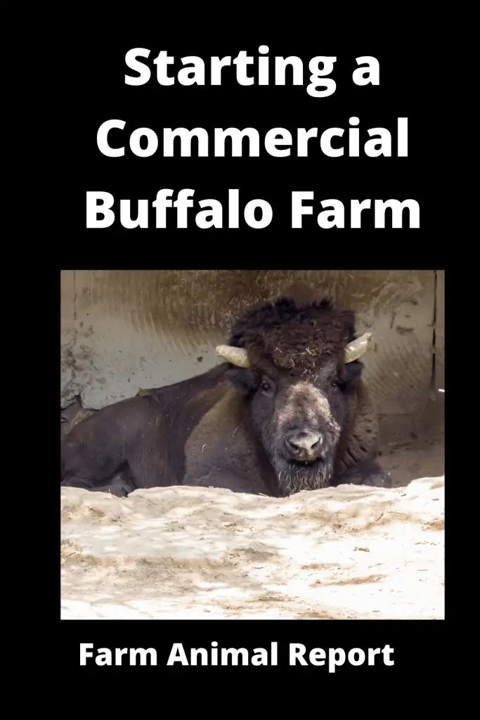 Starting a Commercial Buffalo Farm - 9 Breeds 4