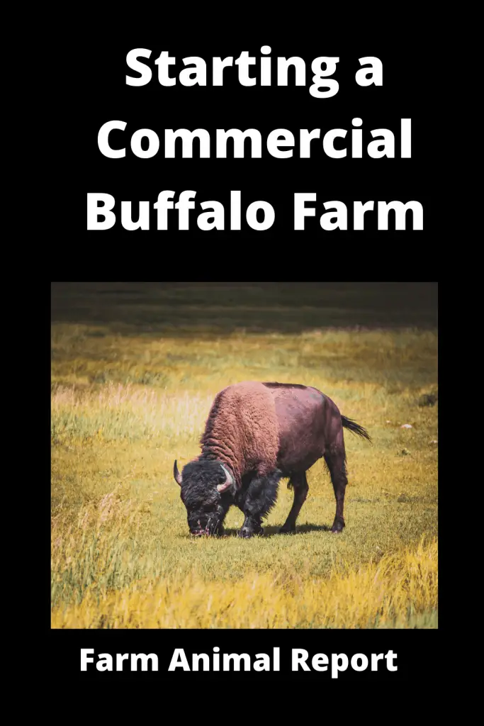 Starting a Commercial Buffalo Farm - 9 Breeds 1
