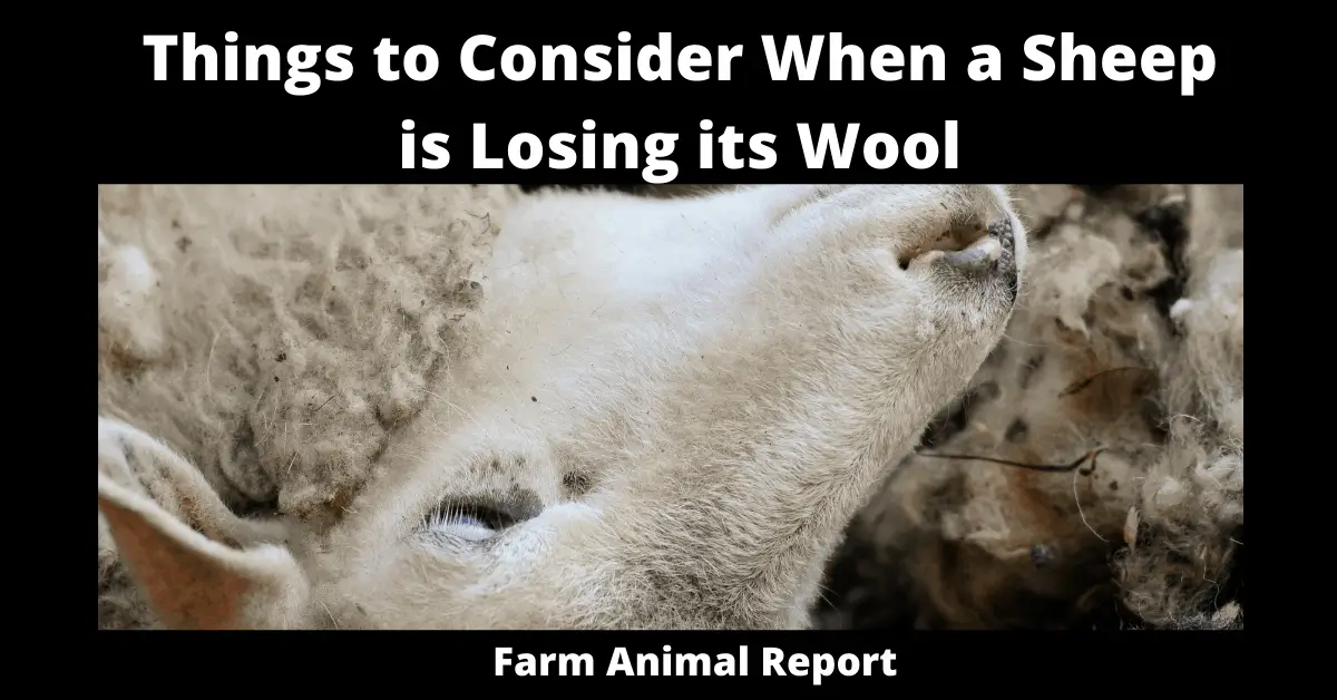 Why Sheep is Losing its Wool