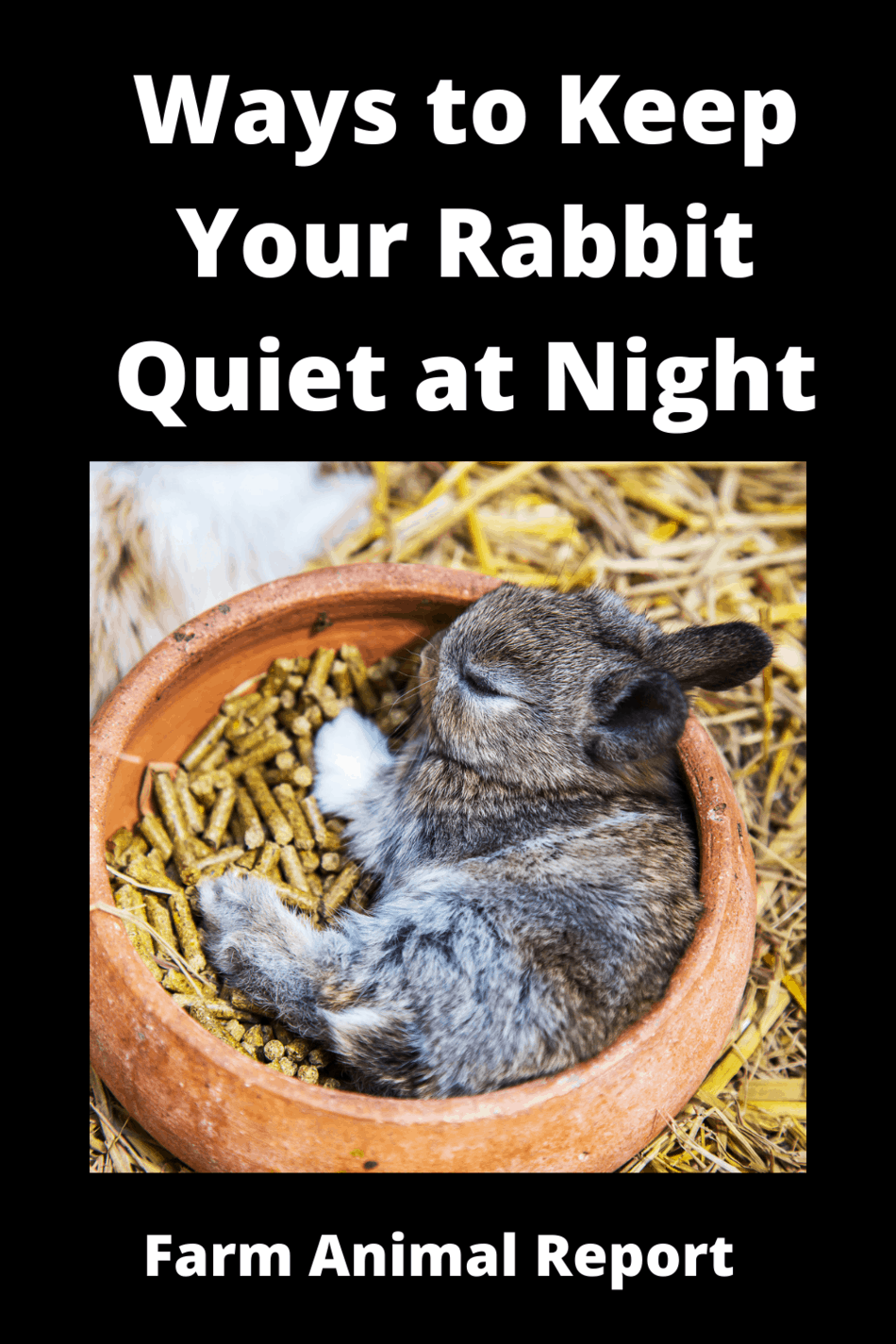 13 Ways To Keep Your Rabbit Quiet At Night **2024**