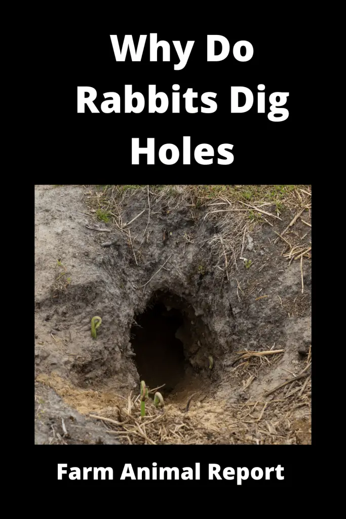 Why Do Wild Rabbits Dig Holes in the Ground***WATCH** 3
