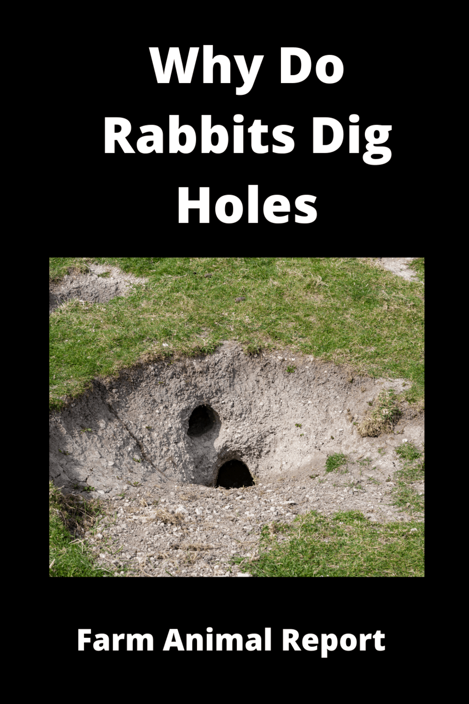 Why Do Wild Rabbits Dig Holes In The Ground***WATCH**