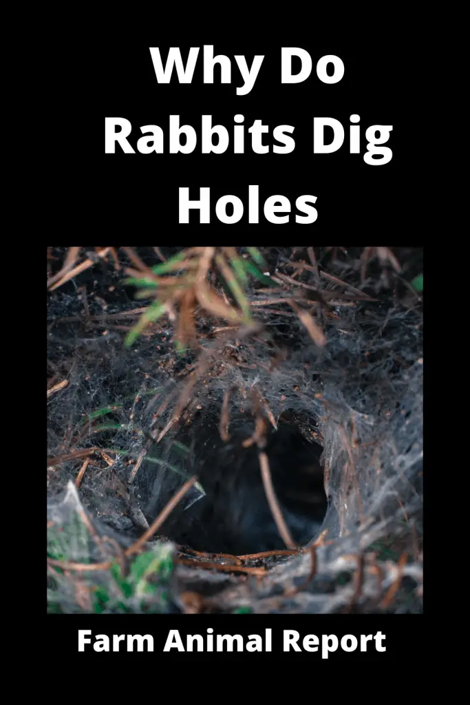 Why Do Wild Rabbits Dig Holes in the Ground***WATCH** 5