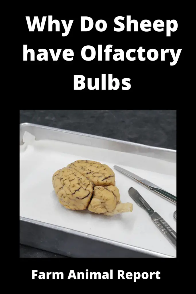 Why are the Olfactory Bulbs Larger in Sheep? / Extraordinary Sense of **SMELL**? 2