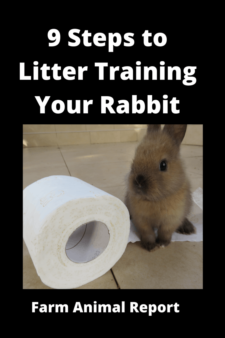9 Steps To Litter Training Your Rabbit**PLEASE FLUSH**