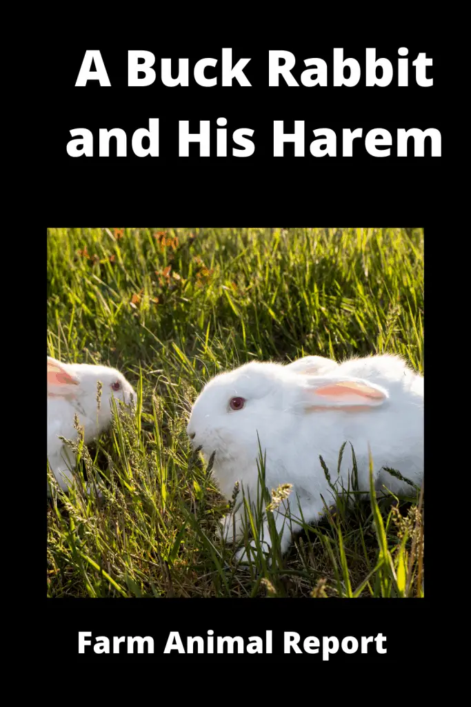 A Buck Rabbit and His Harem! **SOLOMON** 1