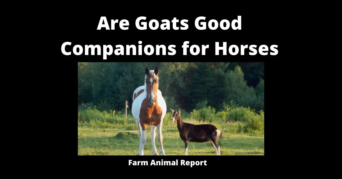 Are Goats Good Companions for Horses