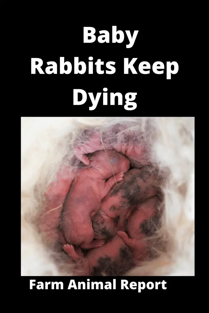 7 Common Sense Reasons: Why do Baby Rabbits Die Suddenly | Rabbit (2022) 2