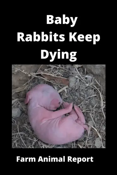 Can baby bunnies die from heat
