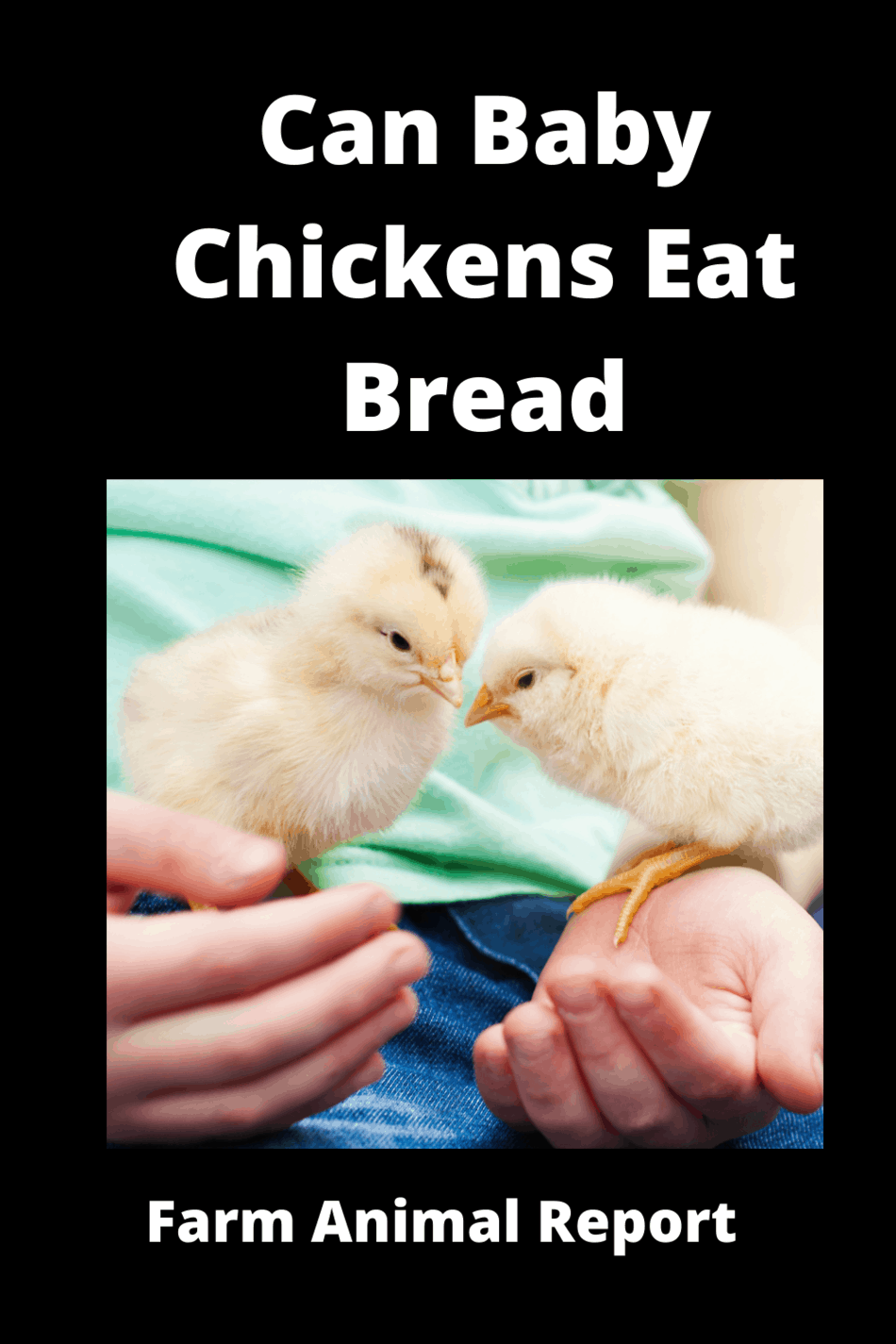 Can Baby Chicks Eat Bread? **Ultimate Guide**