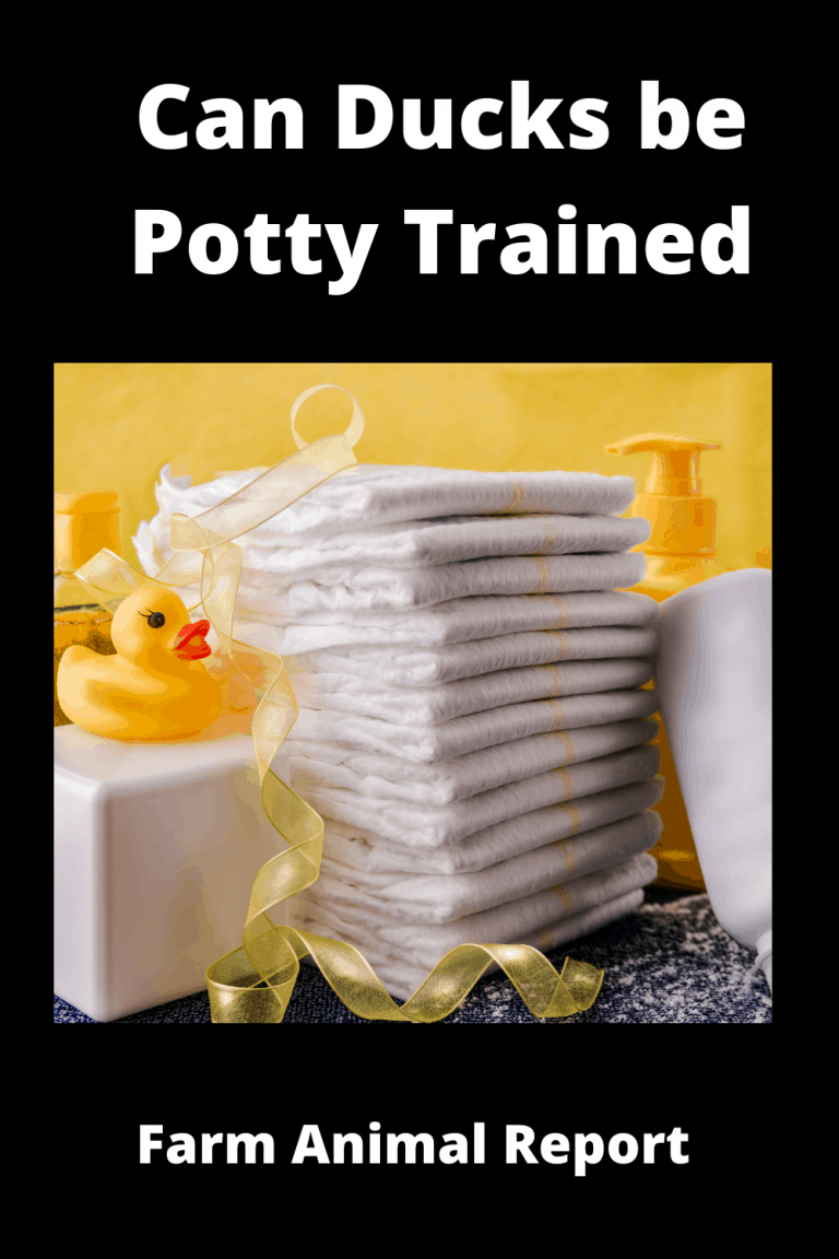 13 Messy Details Can You Potty Train A Duck Ducks One PDF (2024)
