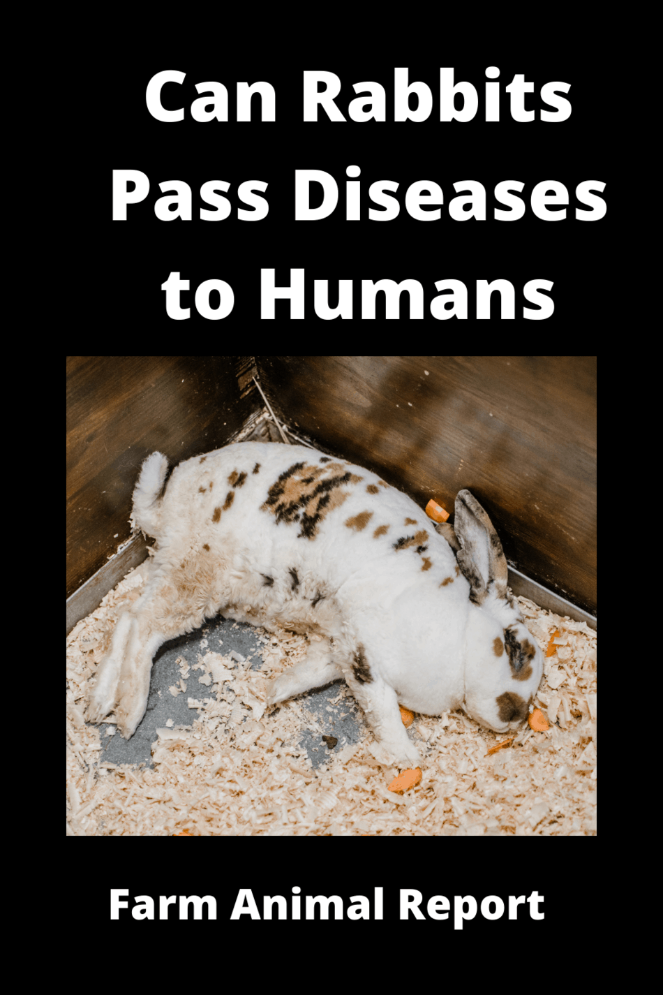 Can Rabbits Pass Diseases To Humans? ( 4 BIG ONES )