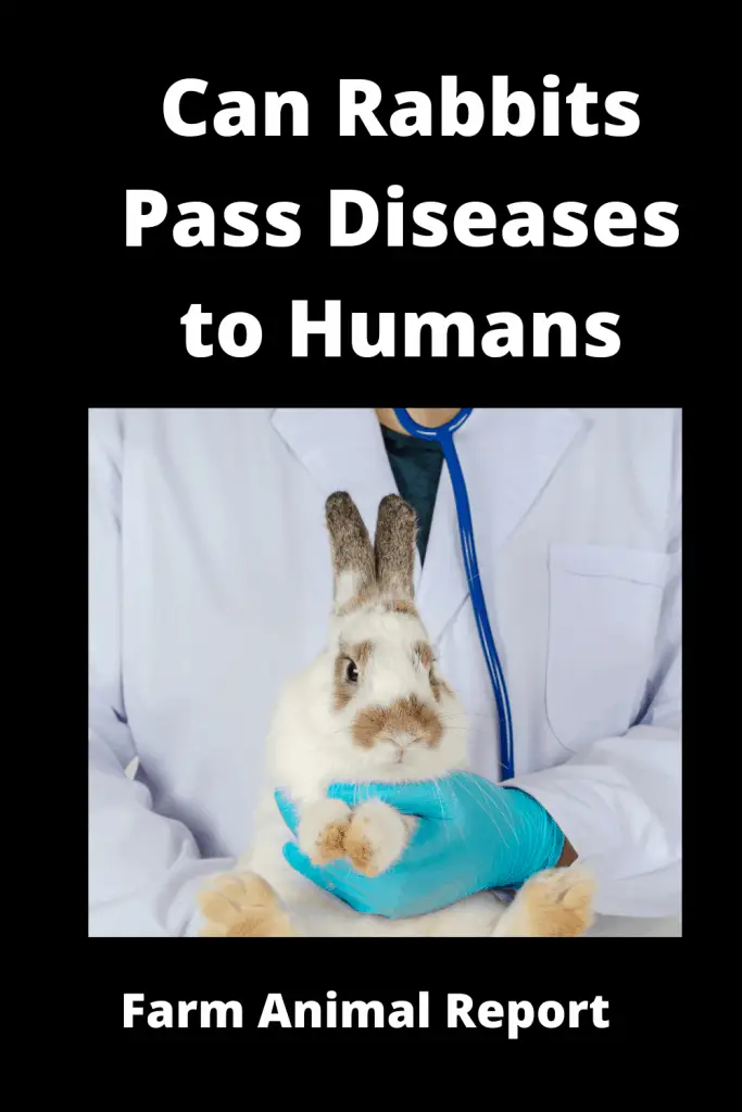 Can Rabbits Pass Diseases to Humans? ( 4 BIG ONES ) 3