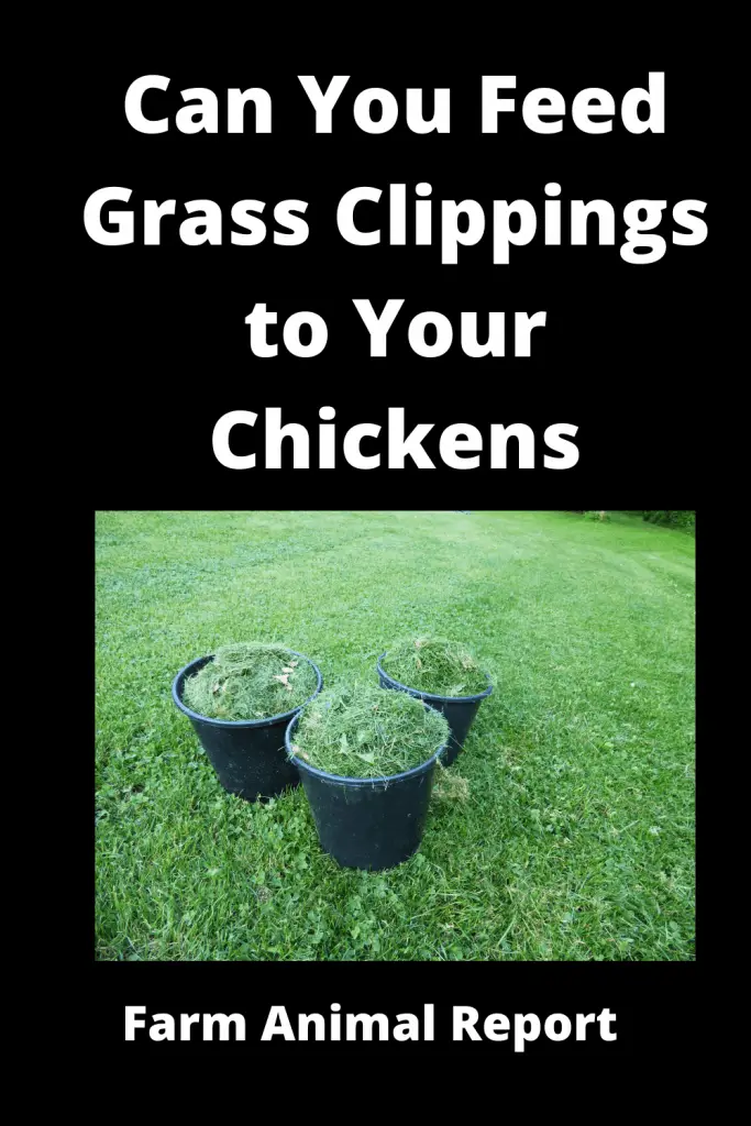 Do Chickens Eat Grass? ( Updated 2022) 2