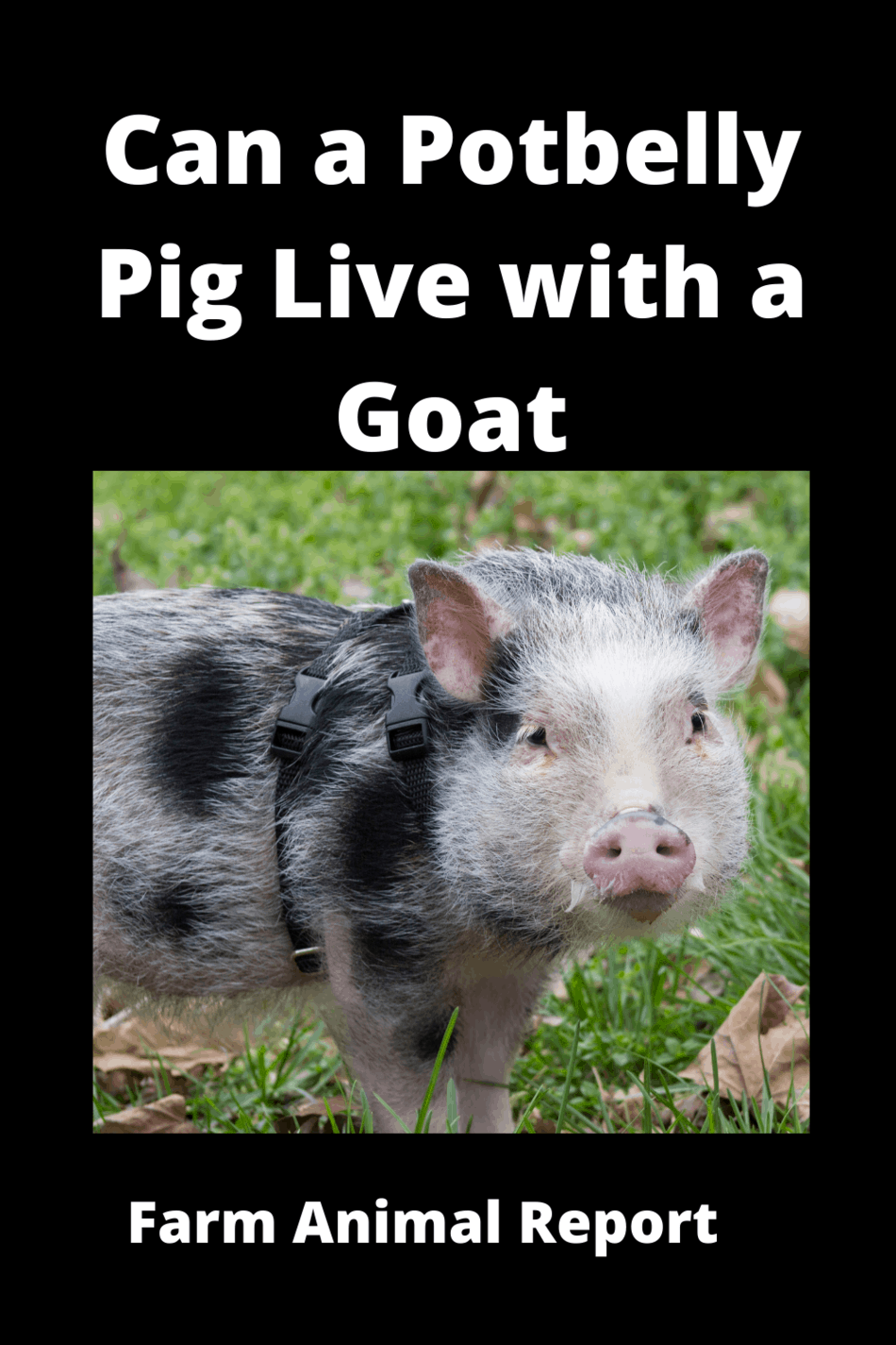 Can Goats And Pigs Live Together? Comparisons