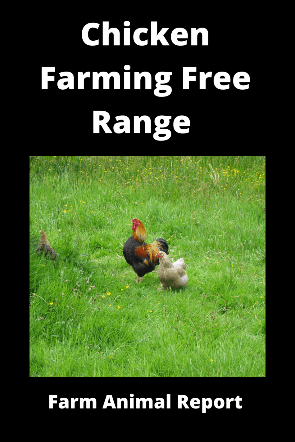  Chicken Farming Free Range vs Chicken Run 3 Videos 