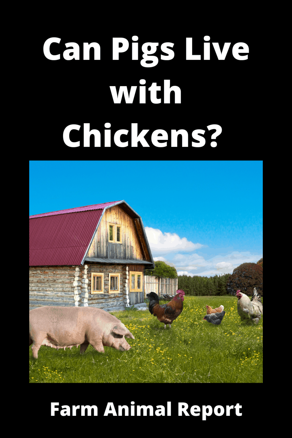 Can Pigs And Chickens Live Together (2024)? **HAM+EGGS**