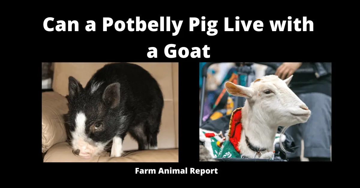 Can a Potbelly Pig Live with a Goat