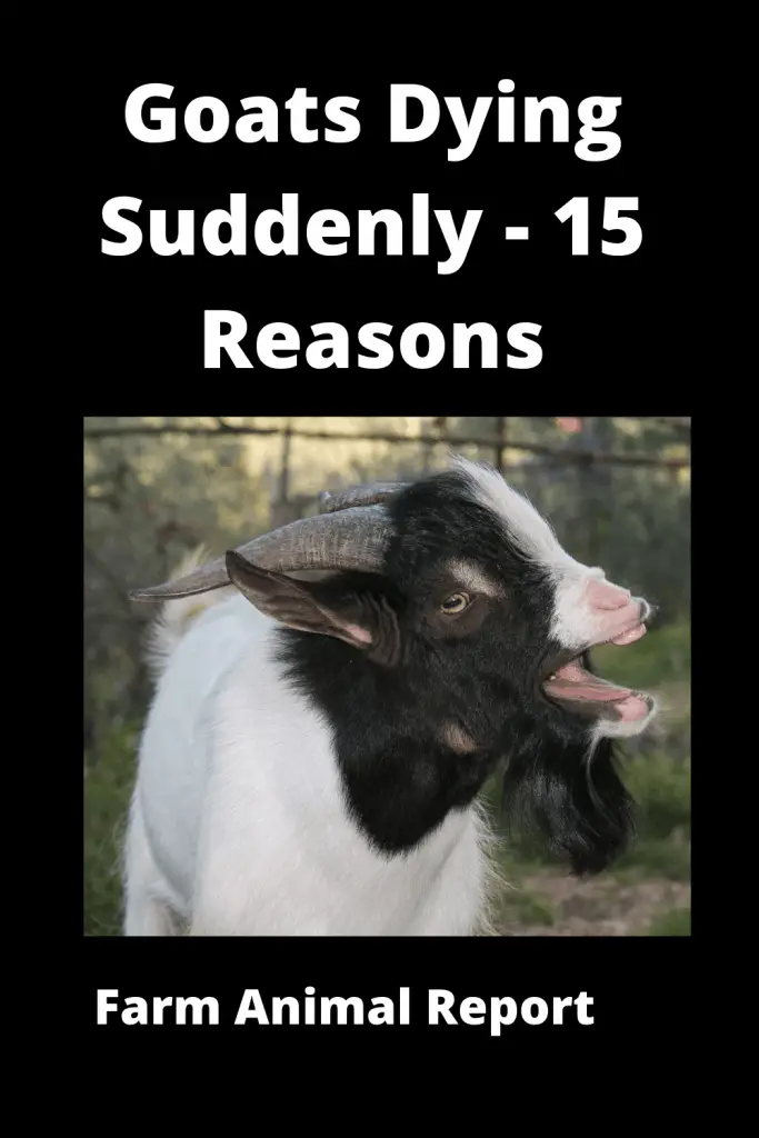 15 Signs: Goat Dying Symptoms | Goat Symptoms | Goats - Why Do Baby Goats Die Suddenly (2023) 3