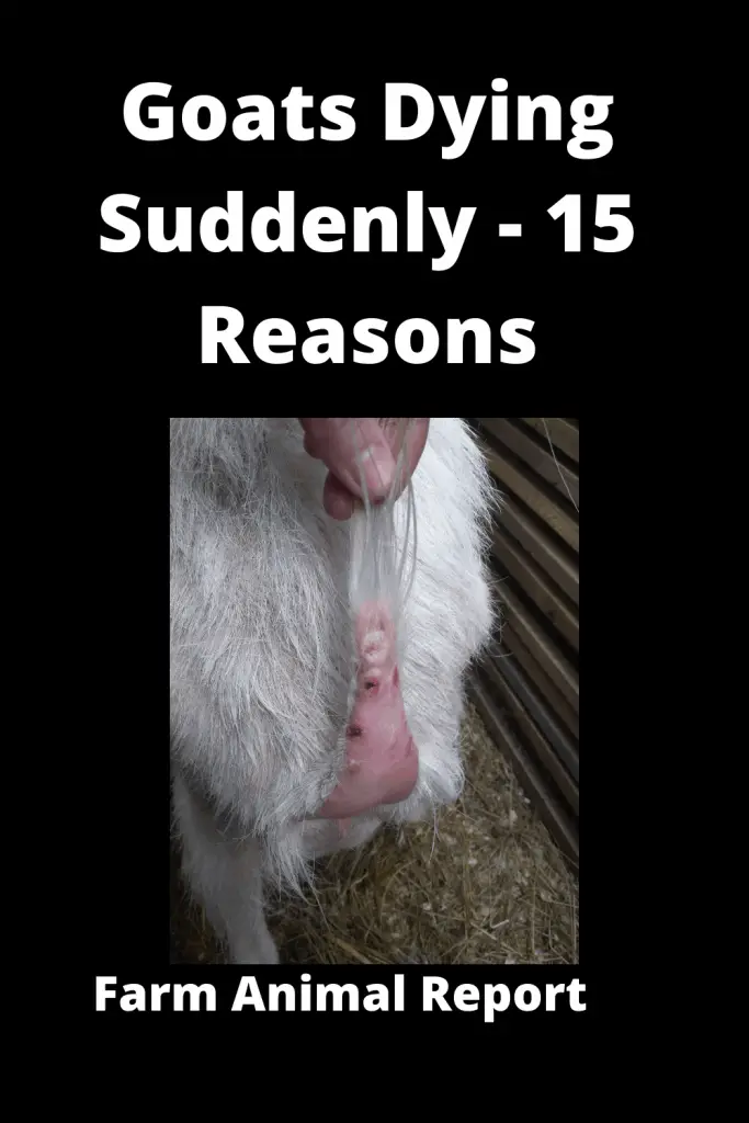 15 Signs: Goat Dying Symptoms | Goat Symptoms | Goats - Why Do Baby Goats Die Suddenly (2022) 1