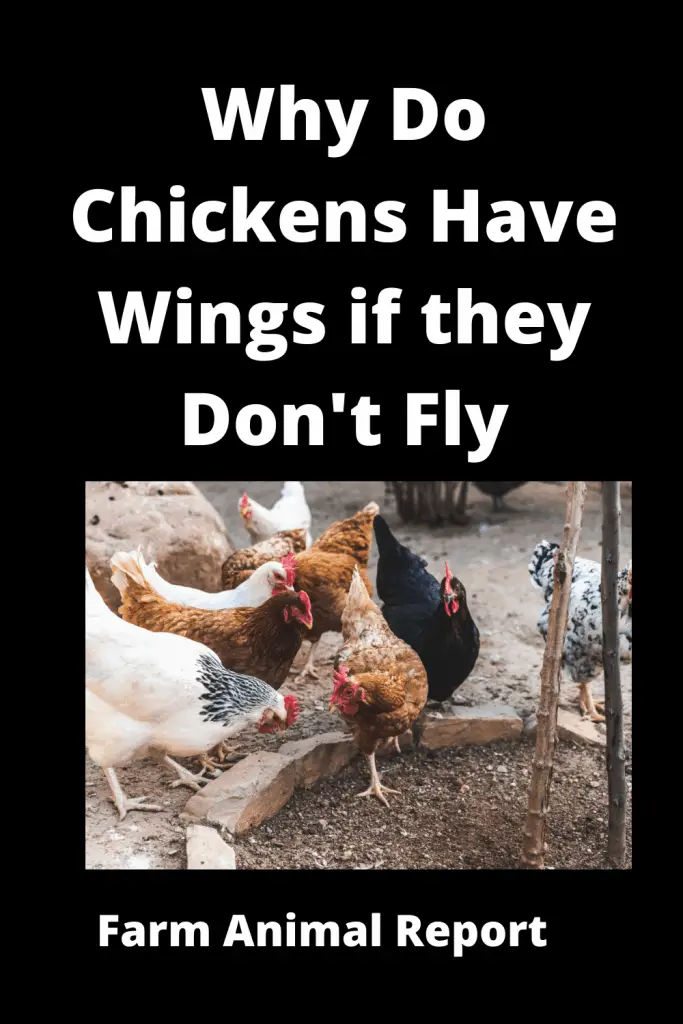 Why Can't Chickens Fly - Chickens are some of the most common poultry animals in the world, yet many people do not know why they cannot fly. The answer lies in evolution. Chickens are descendants of theropod dinosaurs, a group of two-legged carnivores that includes Tyrannosaurus Rex and Velociraptor. Over millions of years, these animals slowly lost the ability to fly as they became larger and heavier. Chickens retain some vestiges of their flying ancestors, including wing feathers and a keelbone - a long, flat bone that runs along the center of the chest - but they no longer have the muscle power or skeletal structure needed to take to the skies. So, the next time you see a chicken strutting around the barnyard, remember that it is only a reminder of its ancient lineage.