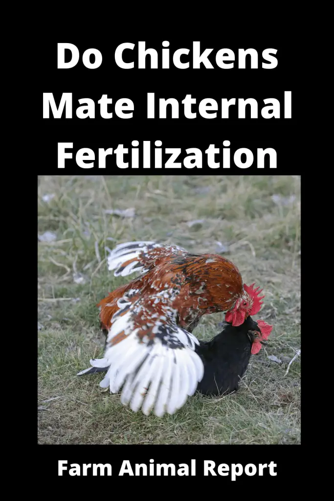 13 Curious Facts: Chicken Internal or External Fertilization 2