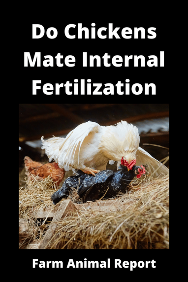 13 Curious Facts: Chicken Internal Or External Fertilization