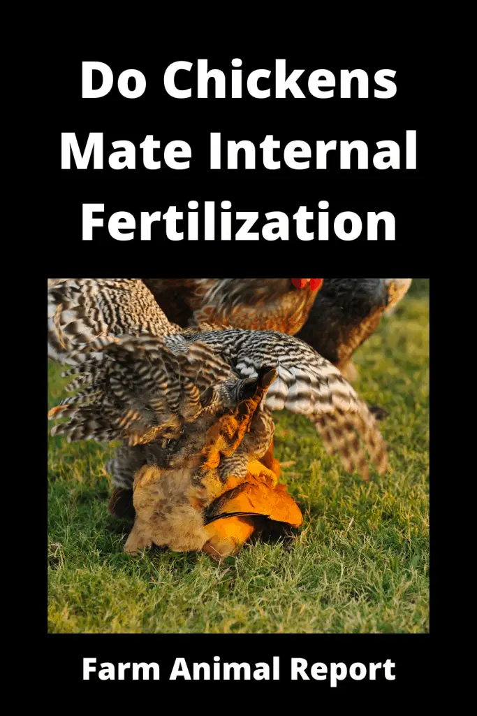13 Curious Facts: Chicken Internal or External Fertilization 1