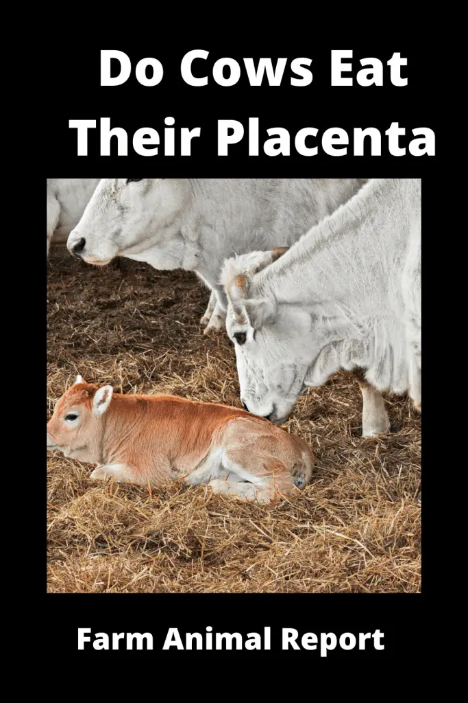 Do Cows Eat Their Afterbirth / Placenta? Placentophagia 2
