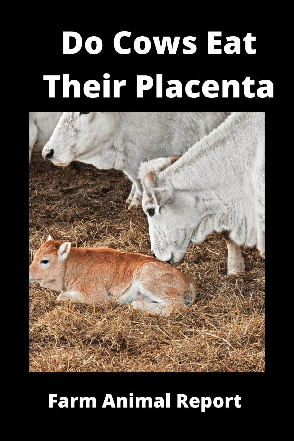 Do Cows Eat Their Afterbirth (2024) / Placenta? Placentophagia