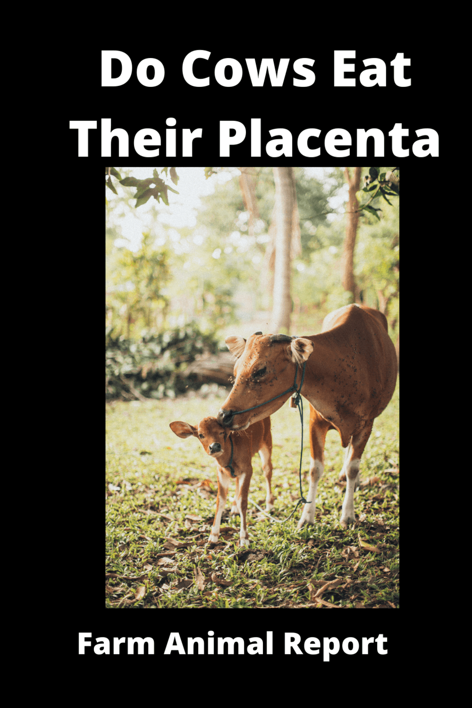 Do Cows Eat Their Afterbirth (2024) / Placenta? Placentophagia