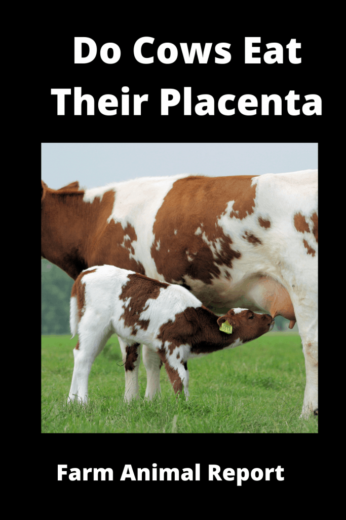 Do Cows Eat Their Afterbirth / Placenta? Placentophagia 1