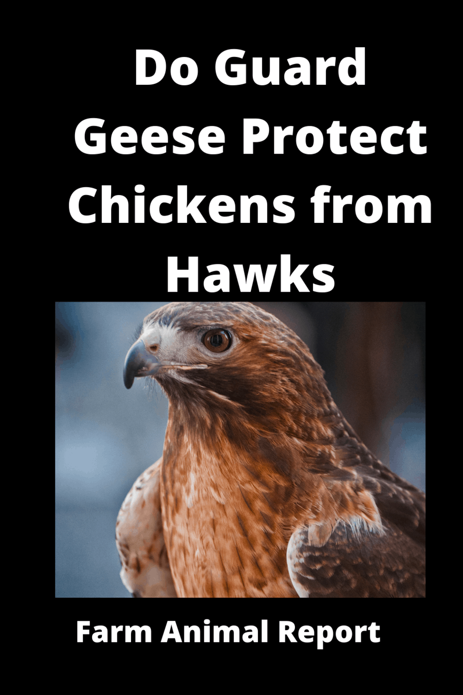 Will Geese Protect Chickens Guard Geese