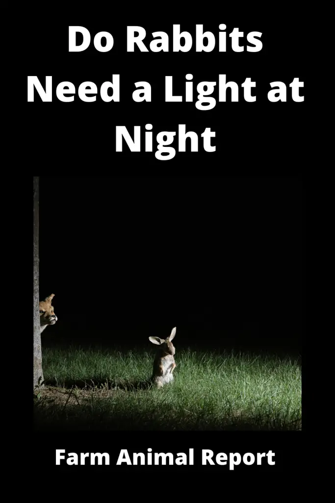 Do Bunnies need a Night Light | Rabbits | Lights 3