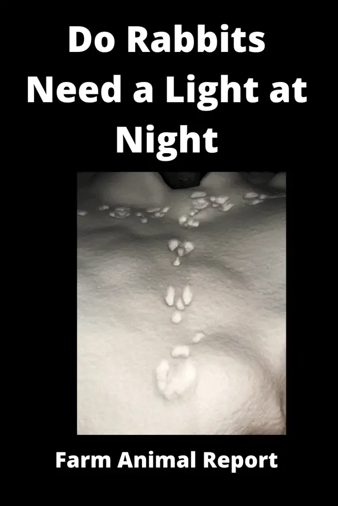 Do Bunnies need a Night Light | Rabbits | Lights 4
