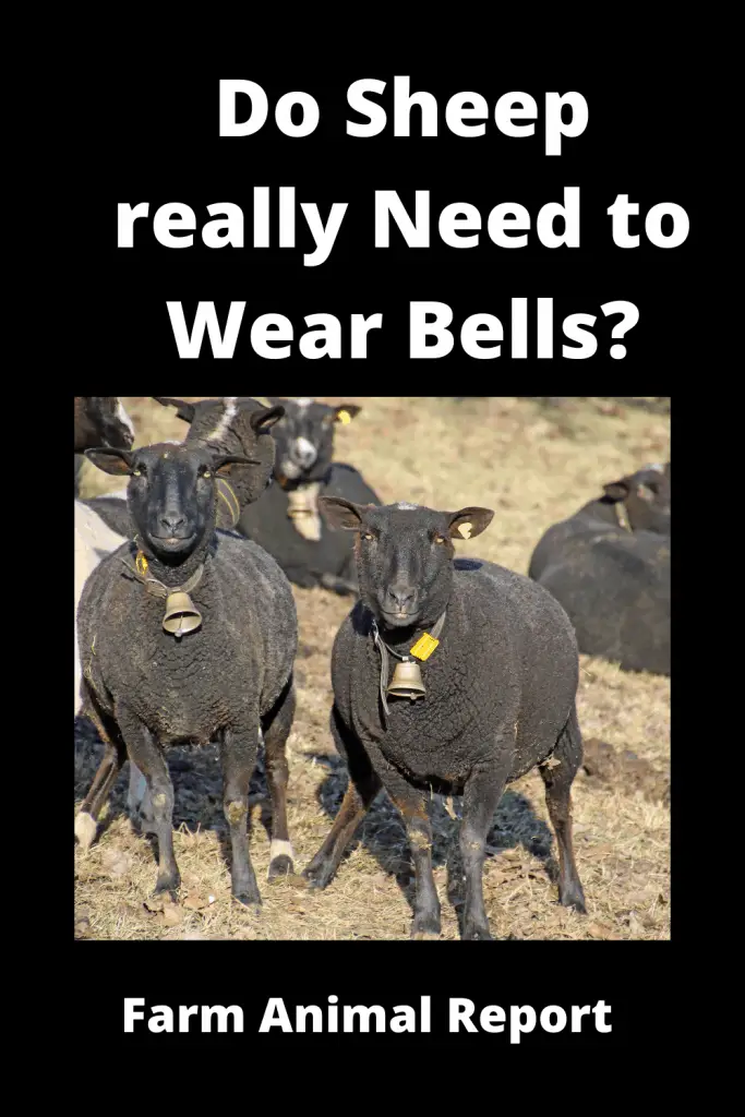 Do Sheep really Need to Wear Bells? 2