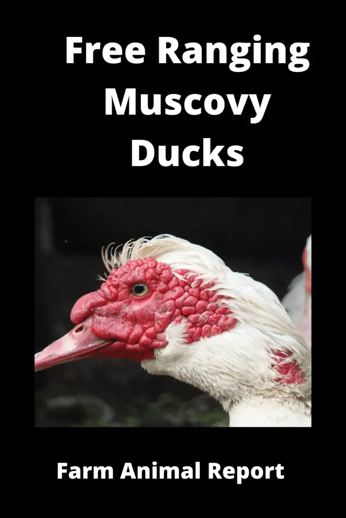 Free Ranging Muscovy Ducks Pro / Con (with Videos) 2