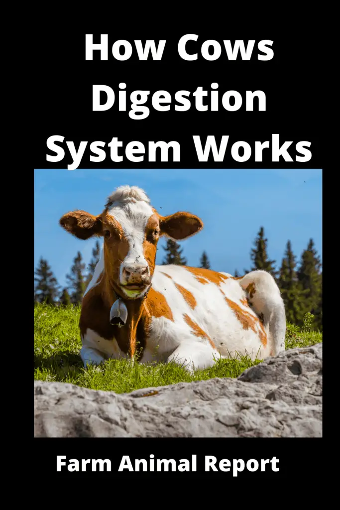 How Cows Digestion System Works 2