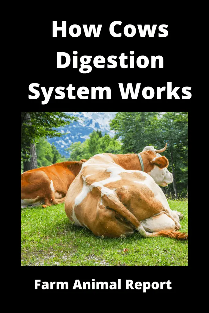 How Cows Digestion System Works 3