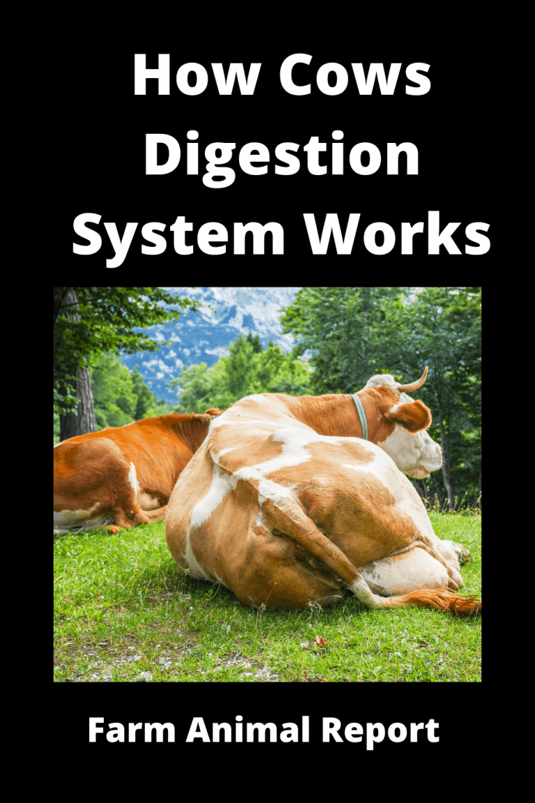 How Cows Digestion System Works