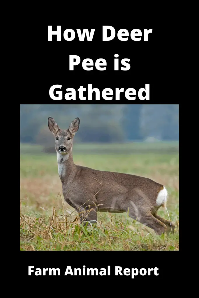 Deer Urine Collection (2024) - How Deer Pee is Gathered 5