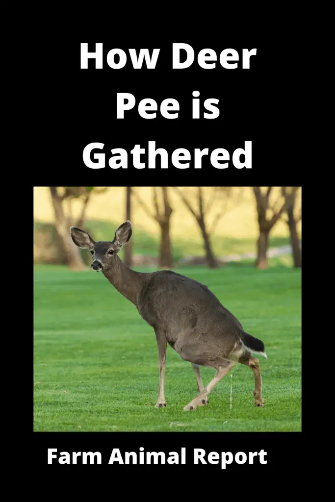 Deer Urine Collection (2024) - How Deer Pee is Gathered 7