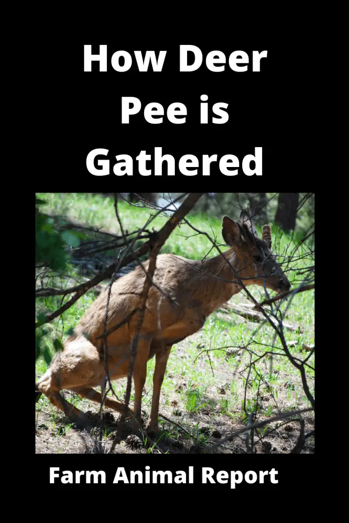 Deer Urine Collection (2024) - How Deer Pee is Gathered 3