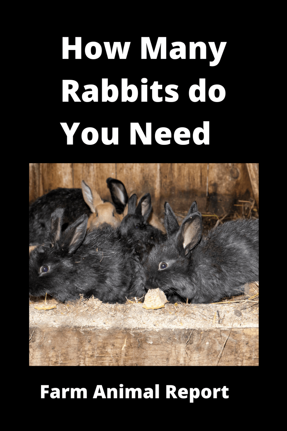 How Many Rabbits Do You Need To Start **TUTORIAL**