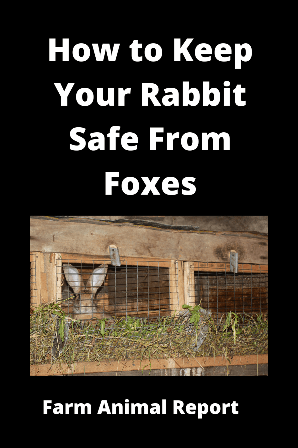 Rabbit Hutch Fox Proof (2024) Fox Proof Rabbit Hutches Rabbits