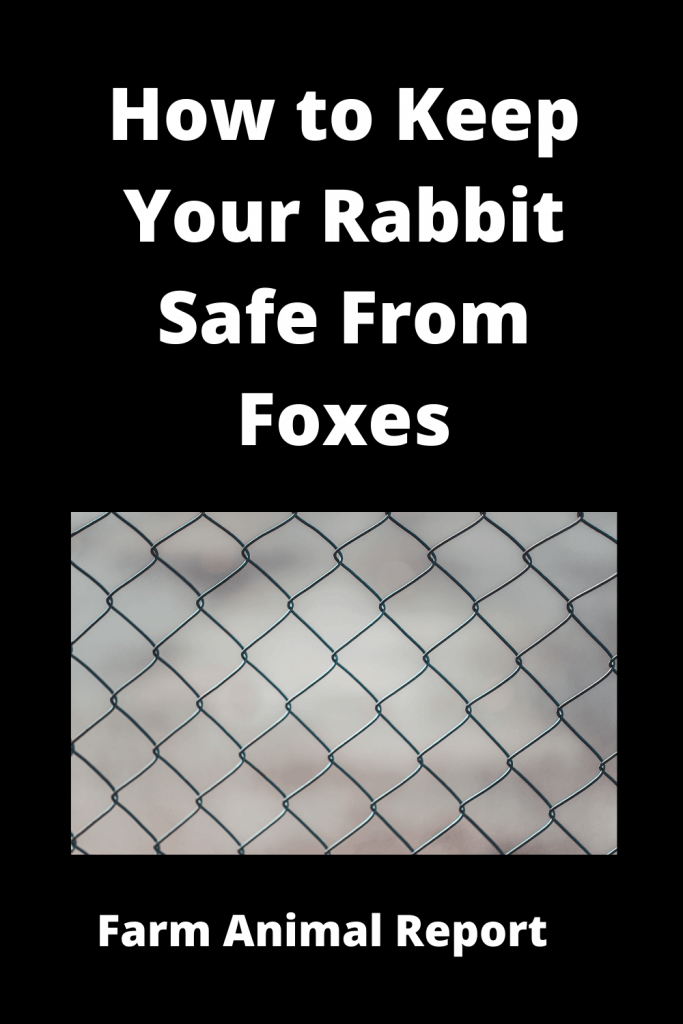 Rabbit Hutch Fox Proof -