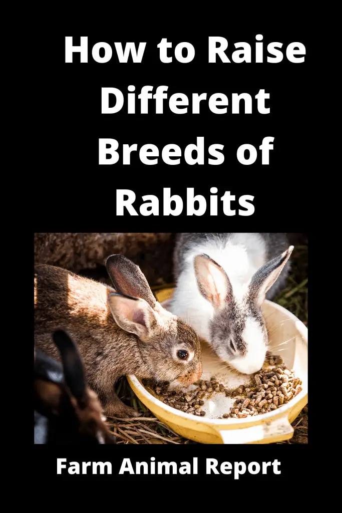 How to Raise Different Breeds of Rabbits **MULTICOLOR** 2